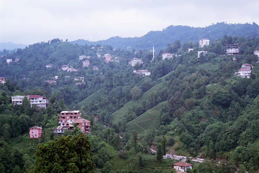 Rize tea landscape